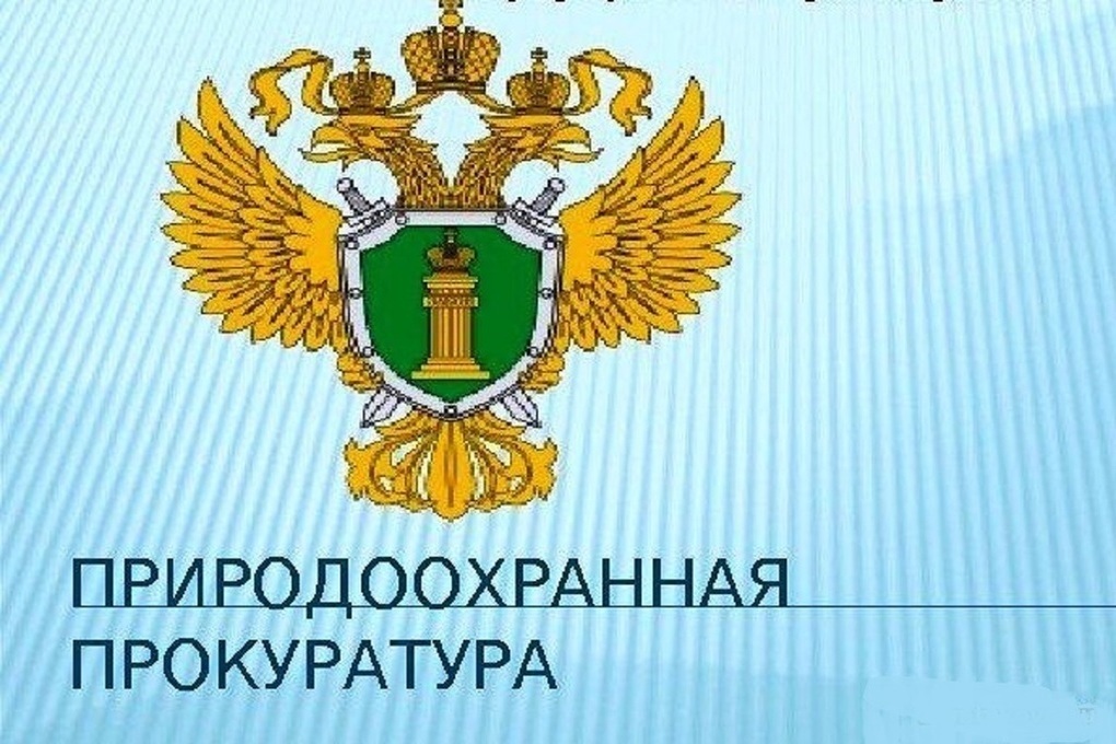 С 1 января 2025 года вступили в силу изменения, устанавливающие механизм реализации лесоклиматических проектов.