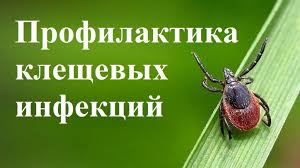 Профилактика клещевого вирусного энцефалита и других инфекций, передающихся клещами. Профилактика клещевого вирусного энцефалита и других инфекций, передающихся клещами.